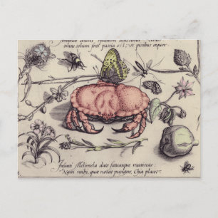 Cartão Postal Ilustração da Flor Botânica do Caranguejo
