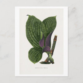 Cartão Postal ilustração da folha da Dichorisandra Mosaica verde