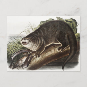 Cartão Postal Ilustração da Lontra do Canadá (Lutra Canadensis)