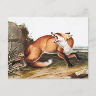 Cartão Postal Ilustração da Raposa Vermelha Americana (Vulpes Fu