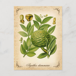 Cartão Postal Ilustração da safra Agathis dammara