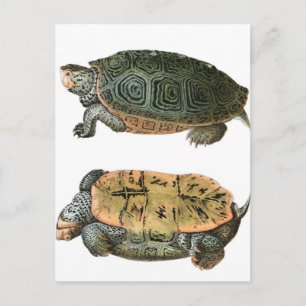 Cartão Postal Ilustração da tartaruga de água doce de