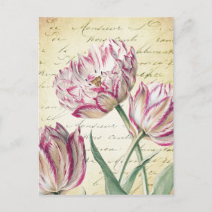 Cartão Postal Ilustração da Tulipa Branca e Rosa Botânica