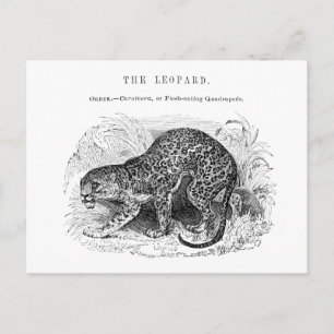 Cartão Postal Ilustração da vida selvagem do leopardo-da-safra