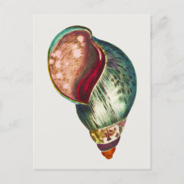 Cartão Postal Ilustração da Vintage Sea Shell por George Shaw