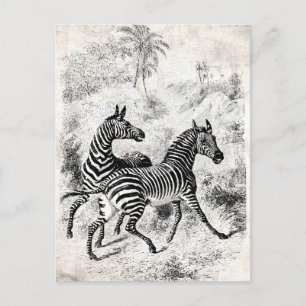 Cartão Postal Ilustração da Zebras, Retro-Velha Zebras, na dé
