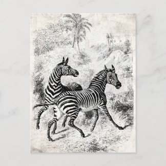 Cartão Postal Ilustração da Zebras, Retro-Velha Zebras, na décad
