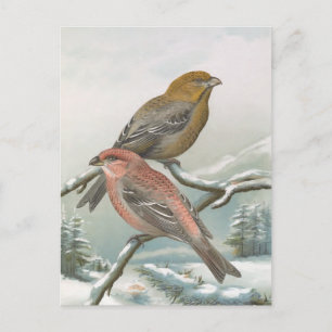 Cartão Postal Ilustração das aves da Pine Grosbeak Vintage