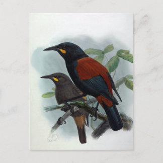 Cartão Postal Ilustração das aves de Saddleback neozelandesas