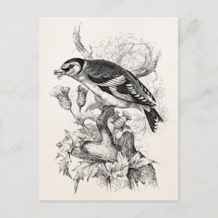 Cartão Postal Ilustração das aves Goldfinch dos anos 1800 - Aves