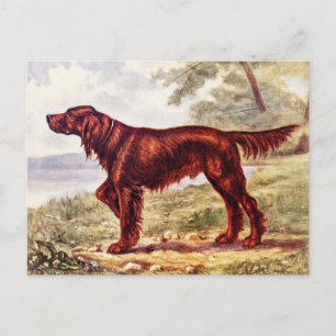 Cartão Postal Ilustração de 1900 do Setter Irlandês, Cão de Caça