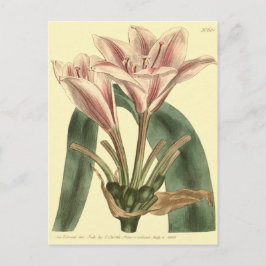 Cartão Postal Ilustração de Amarílis de Folhas Longas