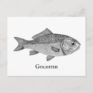 Cartão Postal Ilustração de Arte de Peixe Dourado Antigo do Sécu
