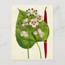 Cartão Postal Ilustração de Árvore Catalpa Botânica Vintage