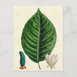 Cartão Postal Ilustração de Árvore de Pepino Botânico Vintage
