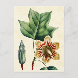 Cartão Postal Ilustração de Árvore Poplar Botânica Vintage