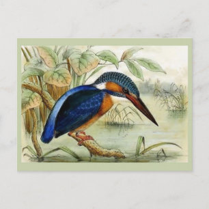 Cartão Postal Ilustração de Ave Vintage Kingfisher