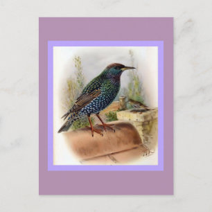 Cartão Postal Ilustração de Ave Vintage Starling