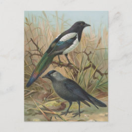 Cartão Postal Ilustração de aves de trepadeira e de campo