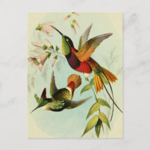 Cartão Postal Ilustração de Aves Vintage
