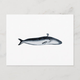 Cartão Postal Ilustração de Baleia Azul (esquadra)