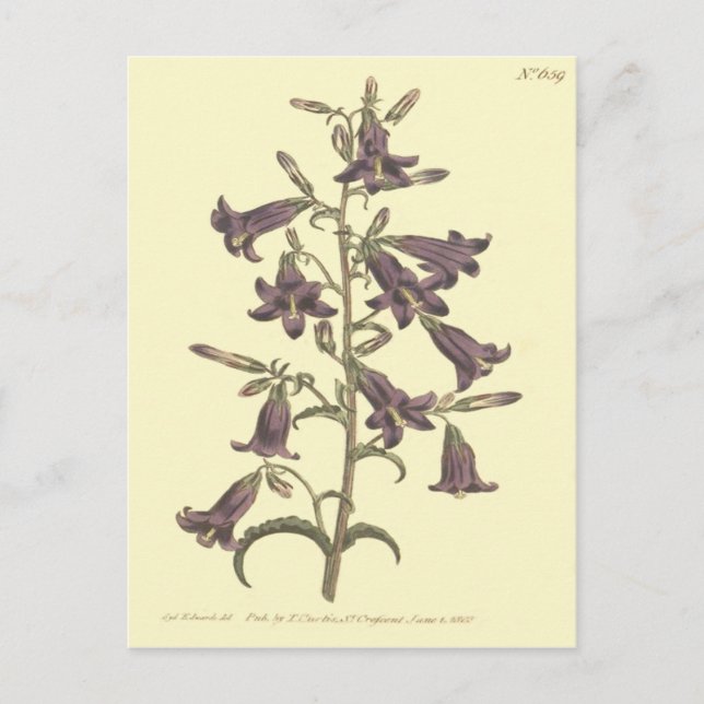 Cartão Postal Ilustração de Bellflower Siberiano Roxo (Frente)