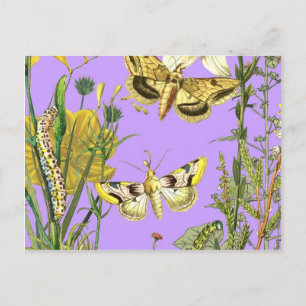 Cartão Postal Ilustração de Borboleta Botânica Floral