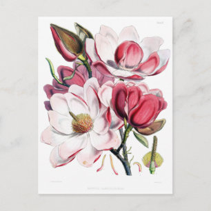 Cartão Postal Ilustração de Botânica da Flor Magnolia Rosa-Vi