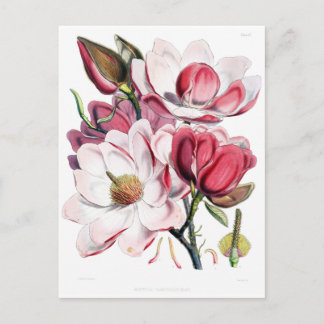 Cartão Postal Ilustração de Botânica da Flor Magnolia Rosa-Vinta
