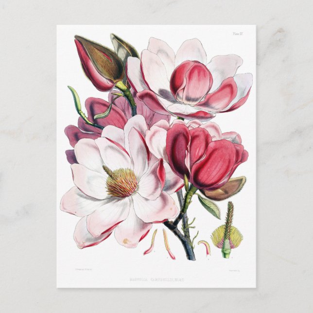 Cartão Postal Ilustração de Botânica da Flor Magnolia Rosa-Vinta (Frente)