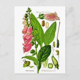 Cartão Postal Ilustração de Botânica Foxglove (Digitalis purp
