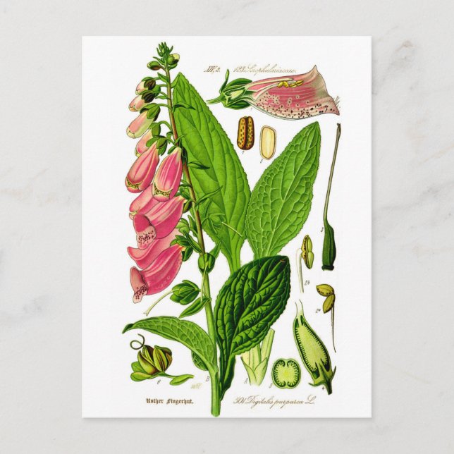Cartão Postal Ilustração de Botânica Foxglove (Digitalis purpure (Frente)