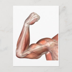 Cartão Postal Ilustração De Braço Flexo Mostrando Bicep Human
