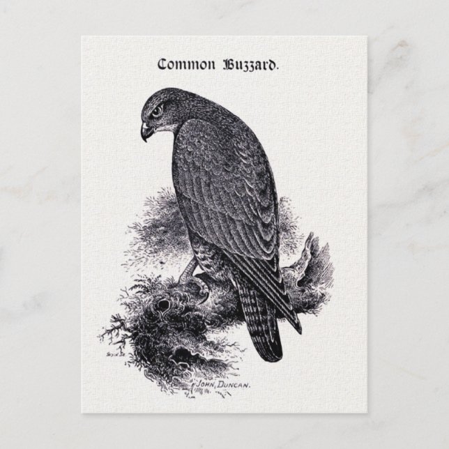 Cartão Postal Ilustração de "Buzzard Comum" (Frente)
