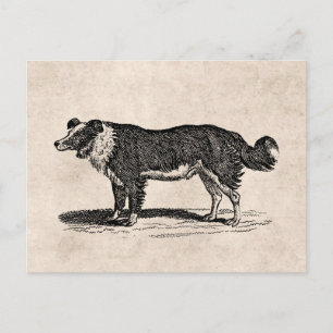 Cartão Postal Ilustração de Cachorro Collie Fronteira Vintage 