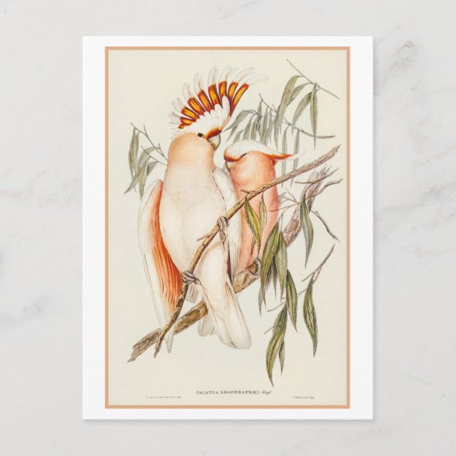 Cartão Postal Ilustração de Cockatoo de Leadbeater por Gould (Frente)
