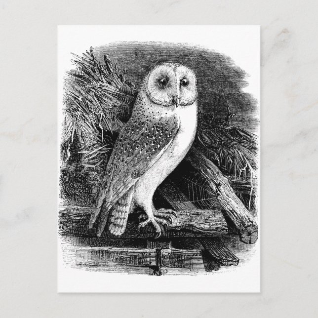 Cartão Postal Ilustração de coruja de galinha (Frente)