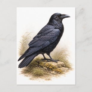 Cartão Postal Ilustração de Corvo em Estilo Vintage