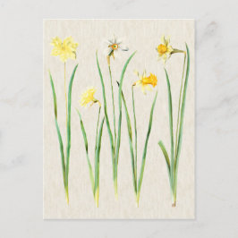 Cartão Postal Ilustração de Daffodils Botânicos Vintage