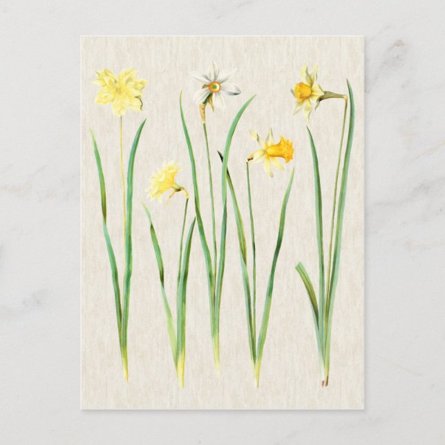 Cartão Postal Ilustração de Daffodils Botânicos Vintage (Frente)