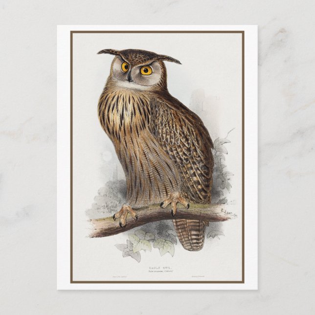 Cartão Postal Ilustração de Eagle Owl por Edward Lear (Frente)