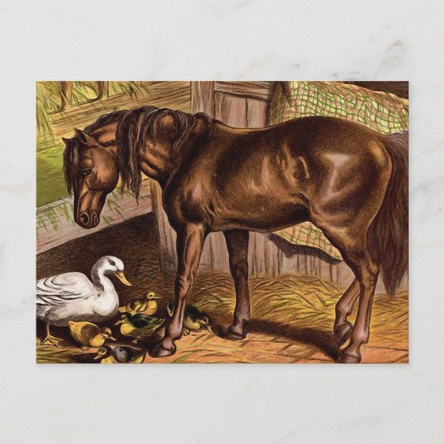 Cartão Postal Ilustração de enxertos e cavalos (Frente)
