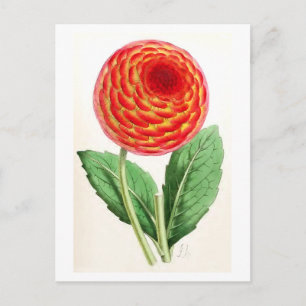 Cartão Postal Ilustração de "Flambeau Dahlia"