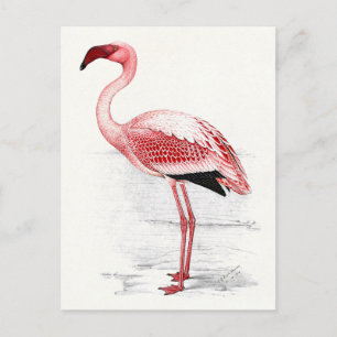 Cartão Postal Ilustração de Flamingo Vintage
