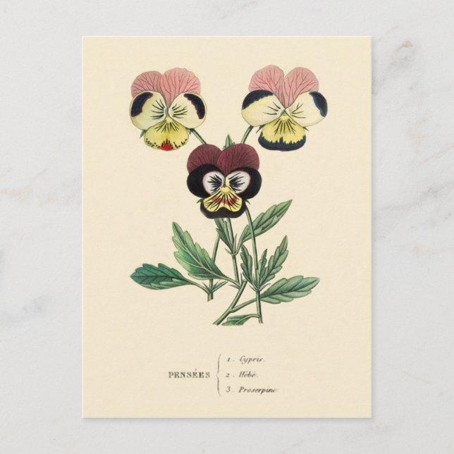 Cartão Postal Ilustração de Flor de Amor-Perfeito (Frente)