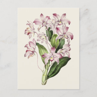 Cartão Postal Ilustração de Flor de Dendrobium Vintage