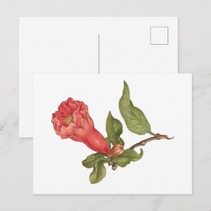Cartão Postal Ilustração de flor de romã vintage em flor