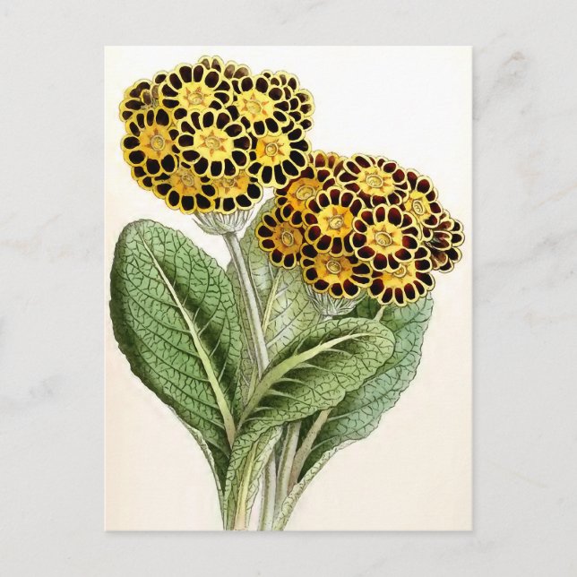 Cartão Postal Ilustração de Flor "Polyanthus" (Frente)