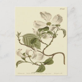 Cartão Postal Ilustração de Flores de Cornizo Branco
