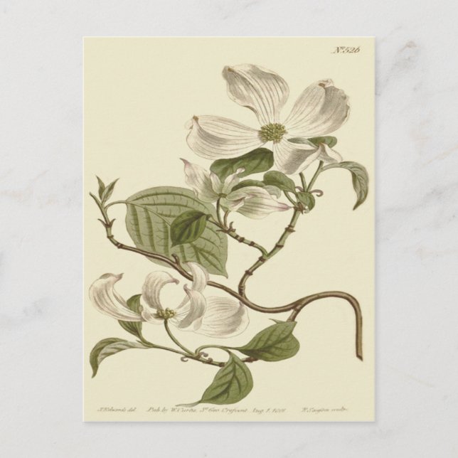 Cartão Postal Ilustração de Flores de Cornizo Branco (Frente)